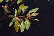 IMG_0974