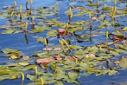 IMG_0978