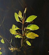 IMG_0981