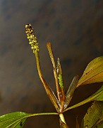 IMG_0986