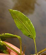 IMG_0987