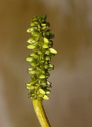 IMG_0990