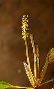 IMG_0995