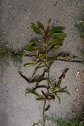 IMG_0996