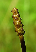 IMG_4019