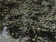 IMG_5147