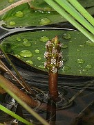 IMG_5152b