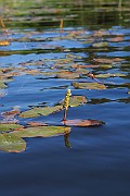IMG_6769