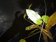 P1040239