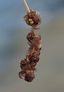 IMG_4681