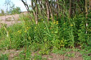 IMG_0638