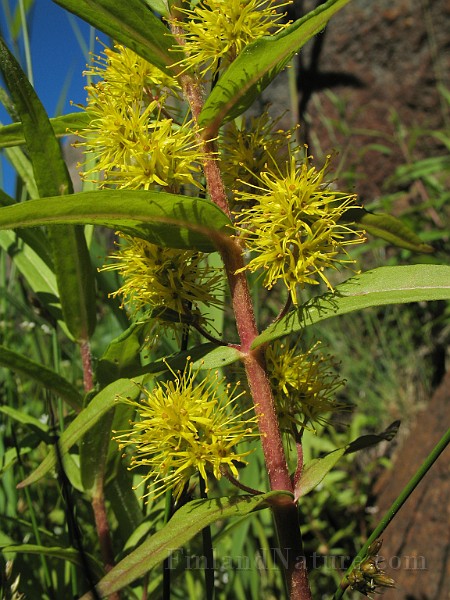 Lysimachia_thyrsifolium1.jpg