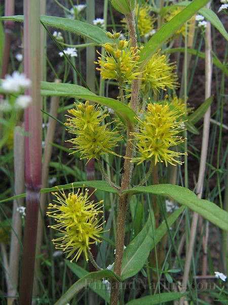 Lysimachia_thyrsifolium3.jpg