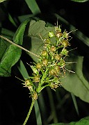 IMG_3674