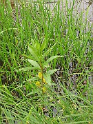 IMG_6457