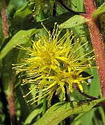 Lysimachia_thyrsifolium2