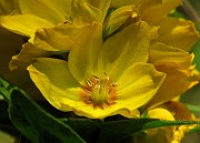 IMG_1557