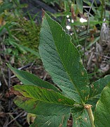 IMG_3191