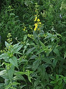 IMG_3845