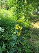 IMG_3847