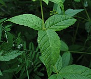 IMG_3852