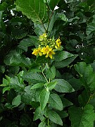 IMG_5705