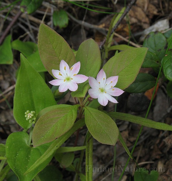 Trientalis_europaea1.jpg