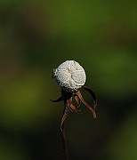IMG_4448