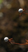 IMG_4451