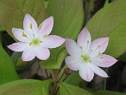 Trientalis_europaea3