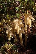IMG_1016