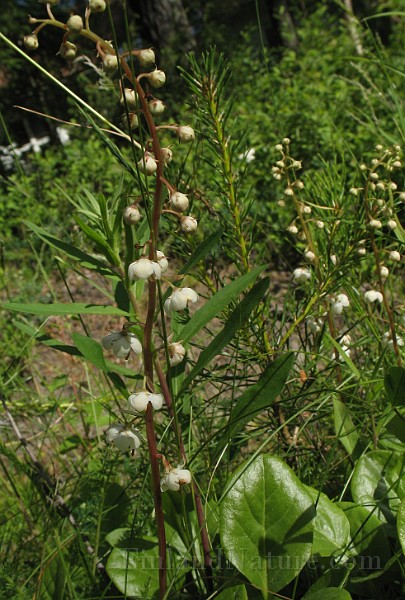 Pyrola_rotundifolia1.jpg