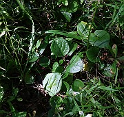 IMG_9869