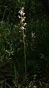 IMG_9871