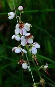 IMG_9876