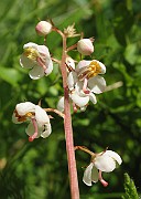 Pyrola_rotundifolia4