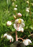 Pyrola_rotundifolia6