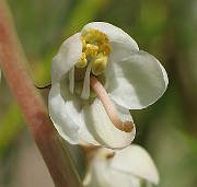 Pyrola_rotundifolia7