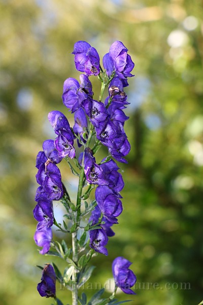 IMG_2027.JPG