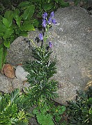 IMG_4809