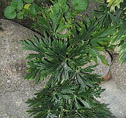 IMG_4809b