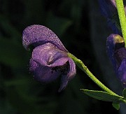 IMG_4811