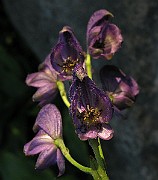 IMG_4812