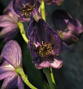 IMG_4812b
