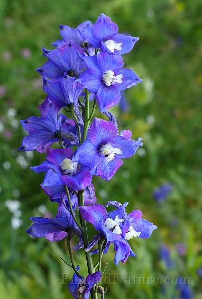 IMG_1313.JPG