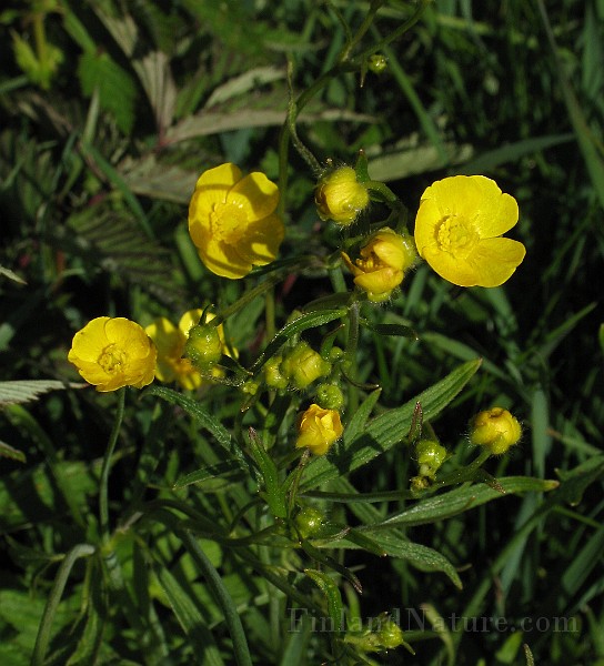 Ranunculus_acris1.jpg