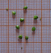 IMG_7607