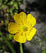 Ranunculus_acris4
