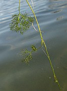 IMG_2663
