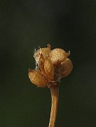 IMG_4652